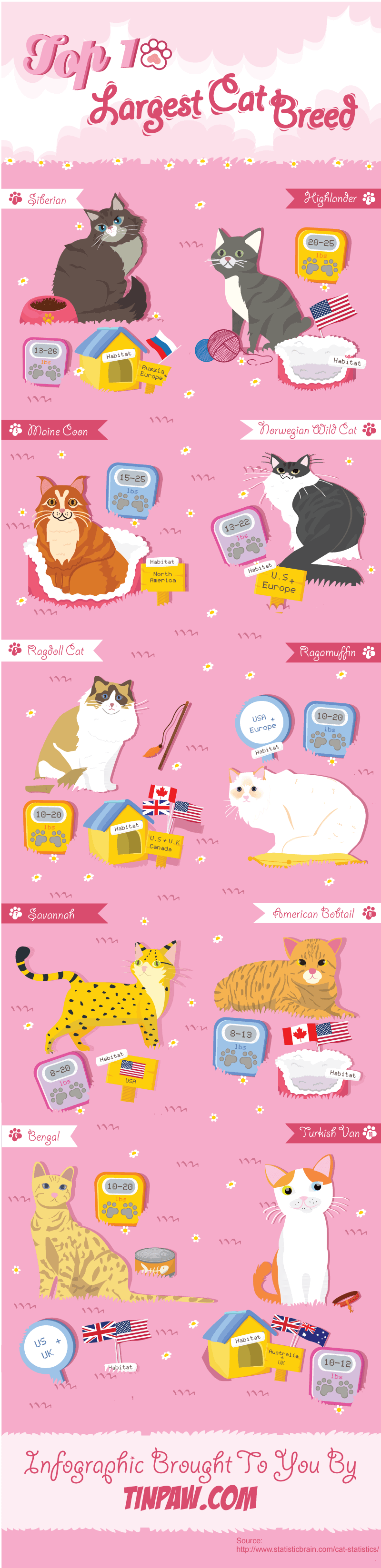 infographic-Top 10 largest cat breeds