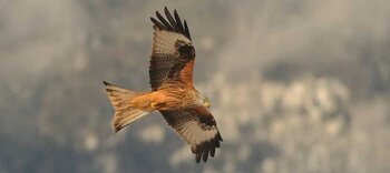 Ils vont compter les Milans Royaux dans les Pyrénées