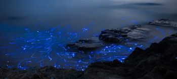 bioluminescent lagoon glowing in the dark - best puerto escondido bioluminescence tours