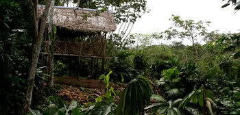 Researchers reveal relationships between rare languages in the Colombian Amazon