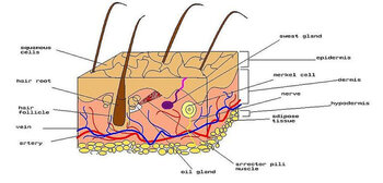 Research illuminates ‘touchy’ subject: The Merkel cell responsible for sensing touch