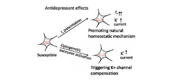 Jump-starting natural resilience reverses stress susceptibility