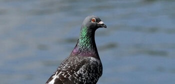Pigeons and other animals can place everyday things in categories like humans