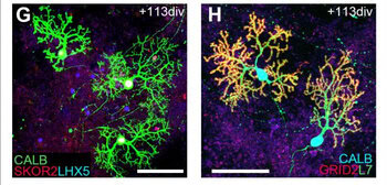 Growing functioning brain tissue in 3-D