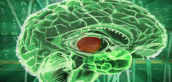 Study reveals the thalamic reticular nucleus allows the brain to multitask