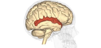 Brain scans during communication game pinpoint site for ‘meeting of minds’