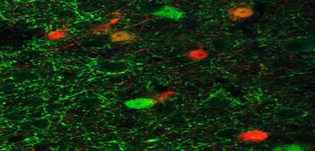 Increasing the activity of the neurotransmitter GABA has antidepressant effects in mice