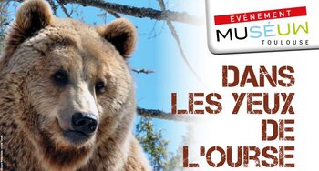 Comment voit l’ours sauvage