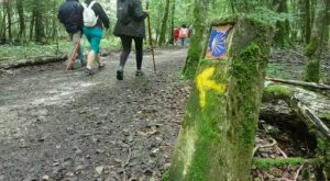 Camino de Santiago Organizado