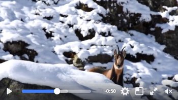 Un Isard filmé par le Parc nationale des Pyrénées fait le Buzz