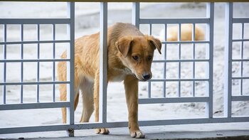 Horgues Tarbes. l'homme qui aspergeait les chiens à l'acide arrêté