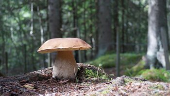 Grand retour du cèpe à Tarbes et dans les Hautes Pyrénées