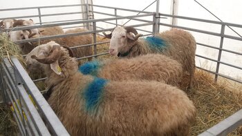 Le Salon agricole de Tarbes a ouvert ses portes