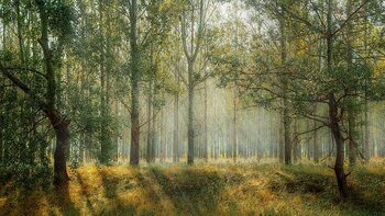 Lannemezan, les communistes dénoncent le projet de scierie Florian