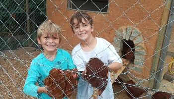 chicken-farm-brazil