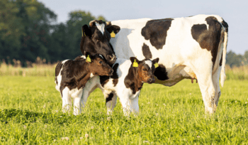 Haschen-Hof-Kuh-auf-Weide-mit-Kalbern-Beispiel1