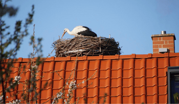 1.-Storch-02.05.2022-