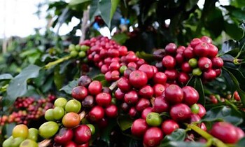 5 Fakta tentang Kekayaan Alam Indonesia