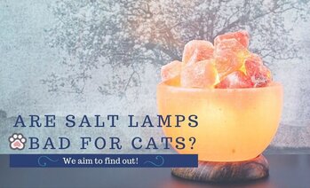 Are Salt Lamps Bad for Cats?