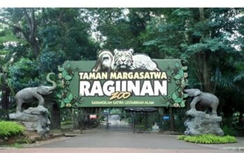 Nyaris Berujung Tragedi, Insiden Kandang Gajah Harus Jadi Evaluasi Besar Ragunan