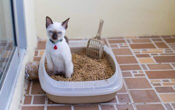 how long cat pooping