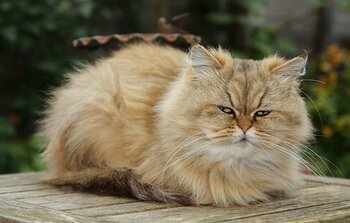 Persian Cat