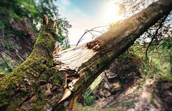 Tree Pruning