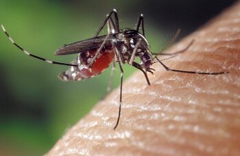 Moustique Tigre, déjà 13 cas de Dengue recensés en Mai