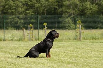 Une enfant de 3 ans mordue par deux rottweilers pronostic vital engagé