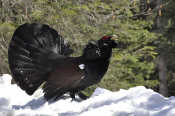 La chasse au Grand Tétras ou Coq de Bruyère interdite par la justice en Hautes Pyrénées