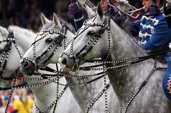 Equestria Tarbes 2017. ouverture mardi à 18h