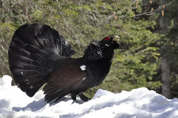 Chasse au Grand Tétras dans les Hautes Pyrénées, l'Etat lourdement condamné