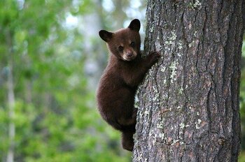 Une pétition recueille 50 000 signatures contre l'effarouchement de l'ours