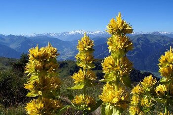 Le Parc national des Pyrénées appelle à la sauvegarde de la Gentiane Jaune