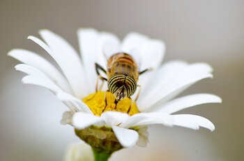 A la rencontre des abeilles de Séméac