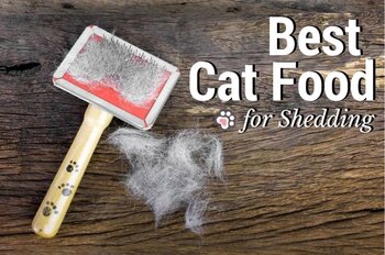 Best Cat Food for Shedding