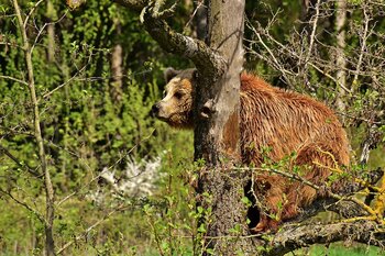 la réintroduction de l'ours