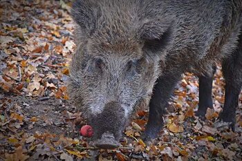 Un sanglier en plein centre de Tarbes