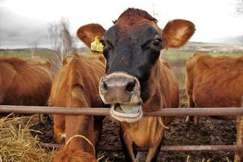 Le Salon de l'Agriculture de Tarbes est ouvert