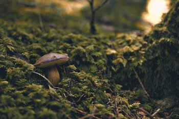 Guizerix - importante mobilisation pour retrouver un papi de 84 ans parti aux champignons