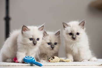 Birman Cats The Attractive Feline