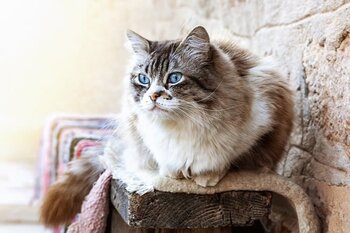 ragdoll cat life expectancy