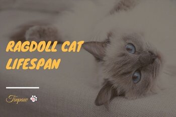 How-Long-Do-Ragdoll-Cats-Live-11