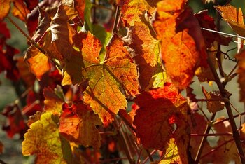 Vin : la récolte 2015 s’annonce satisfaisante en Béarn
