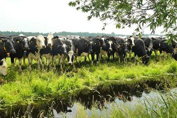 Les premières briques de lait blanc des Hautes Pyrénées sortent d'usine