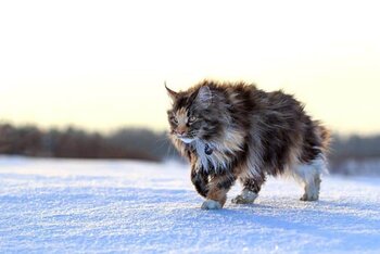 Maine Coon Cat