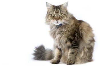 Ragamuffin Cat