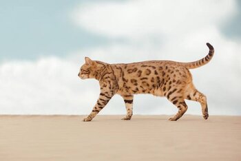 Savannah Cat