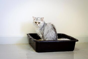 Cat having trouble pooping