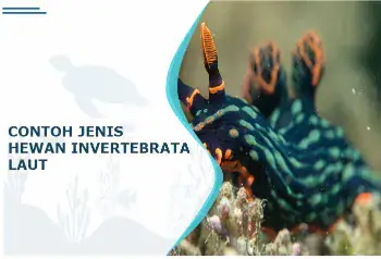 jenis hewan invertebrata laut